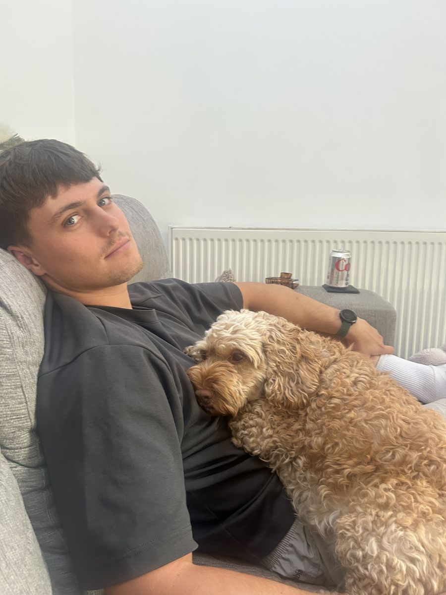 Alfie the cockapoo