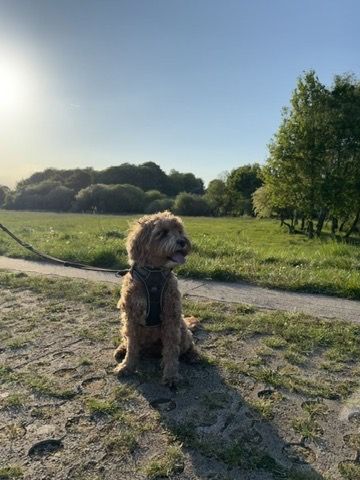 Bailey