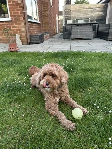 Bailey