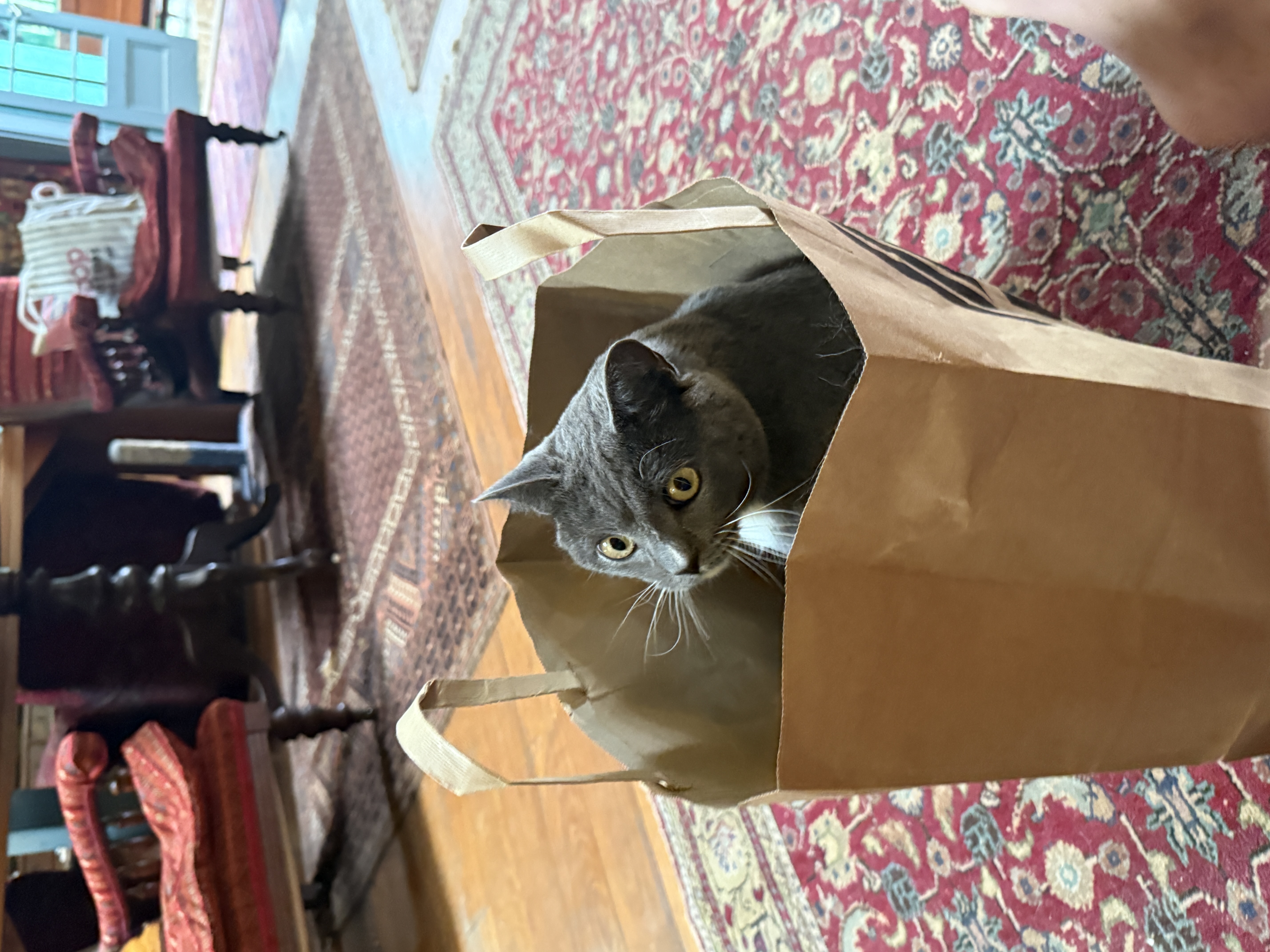 Cat in a paper bag