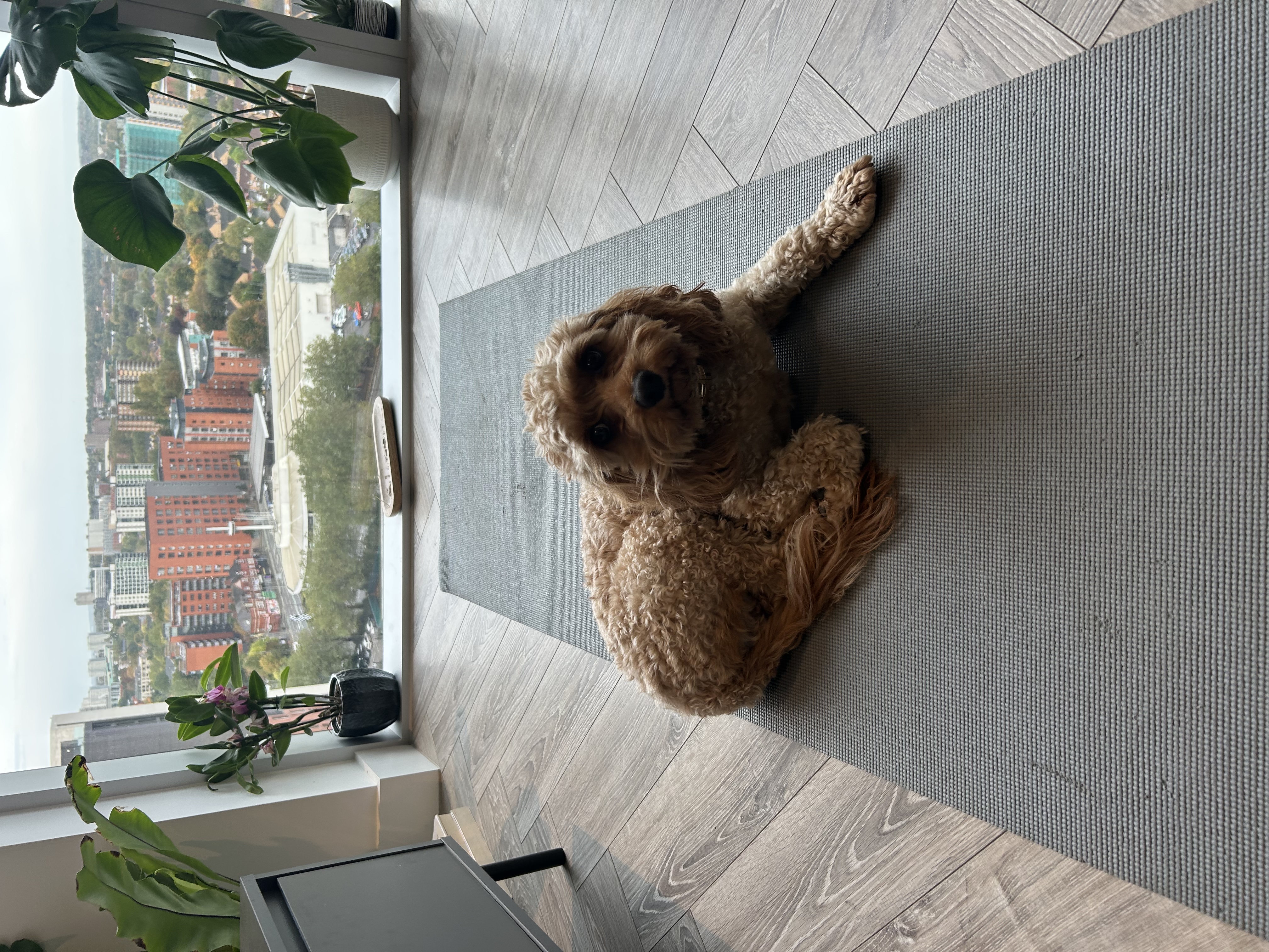 Cockapoo by the window