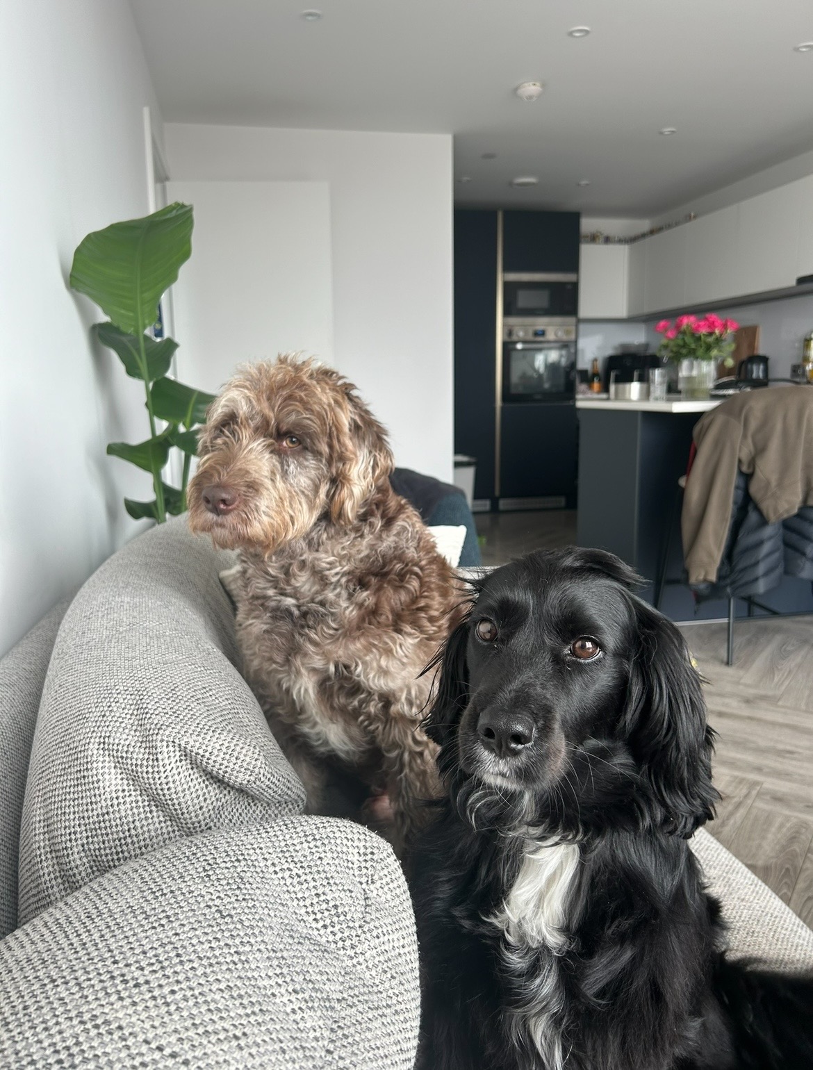 Two dogs relaxing on the couch