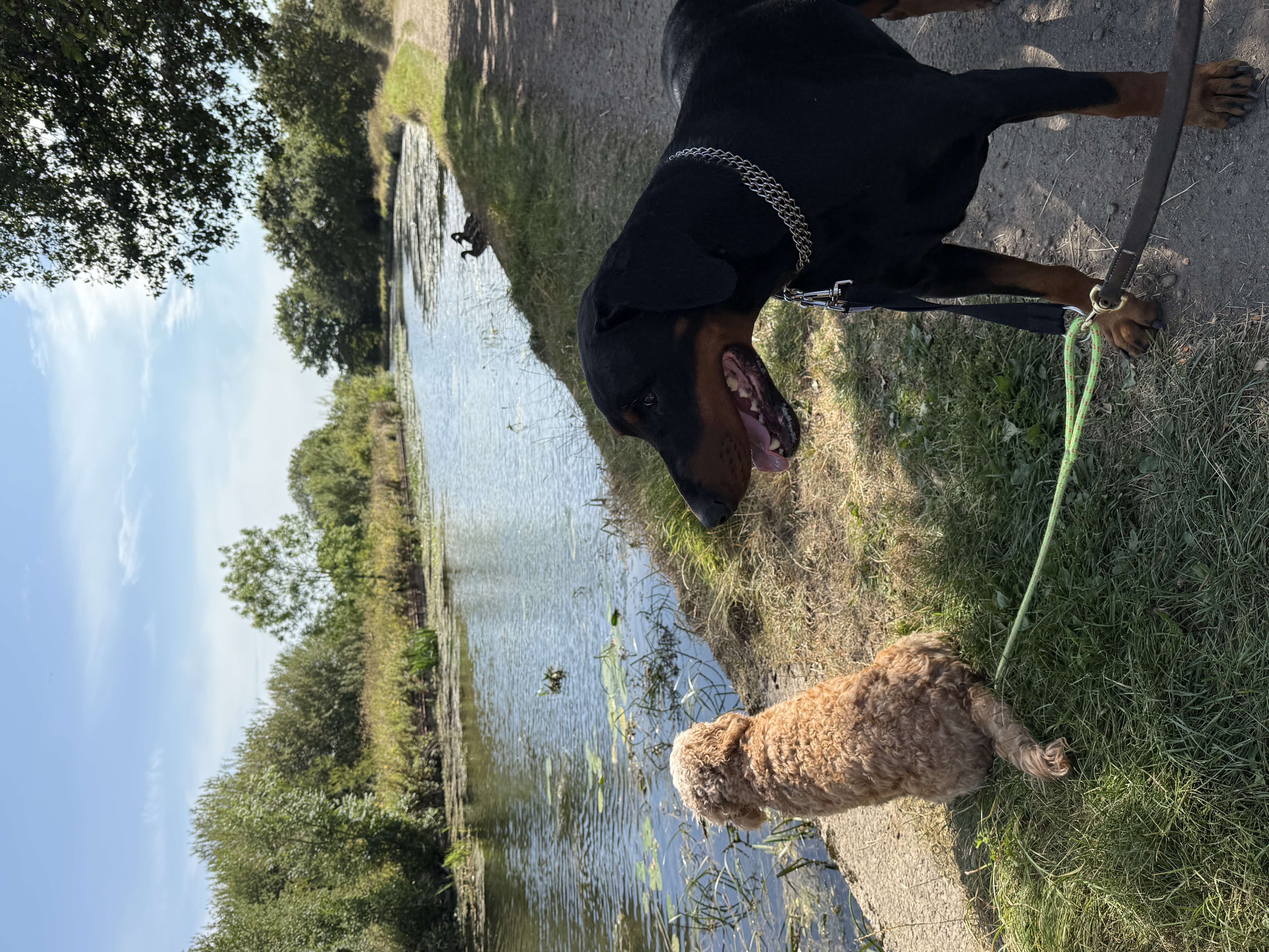 Dogs by the lake