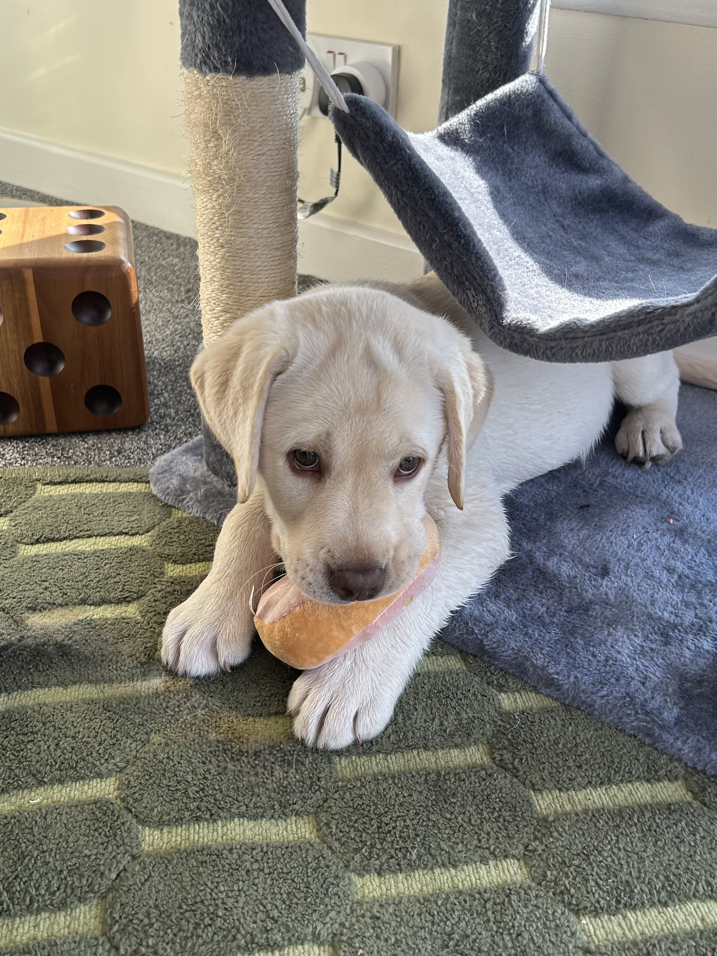 Labrador puppy