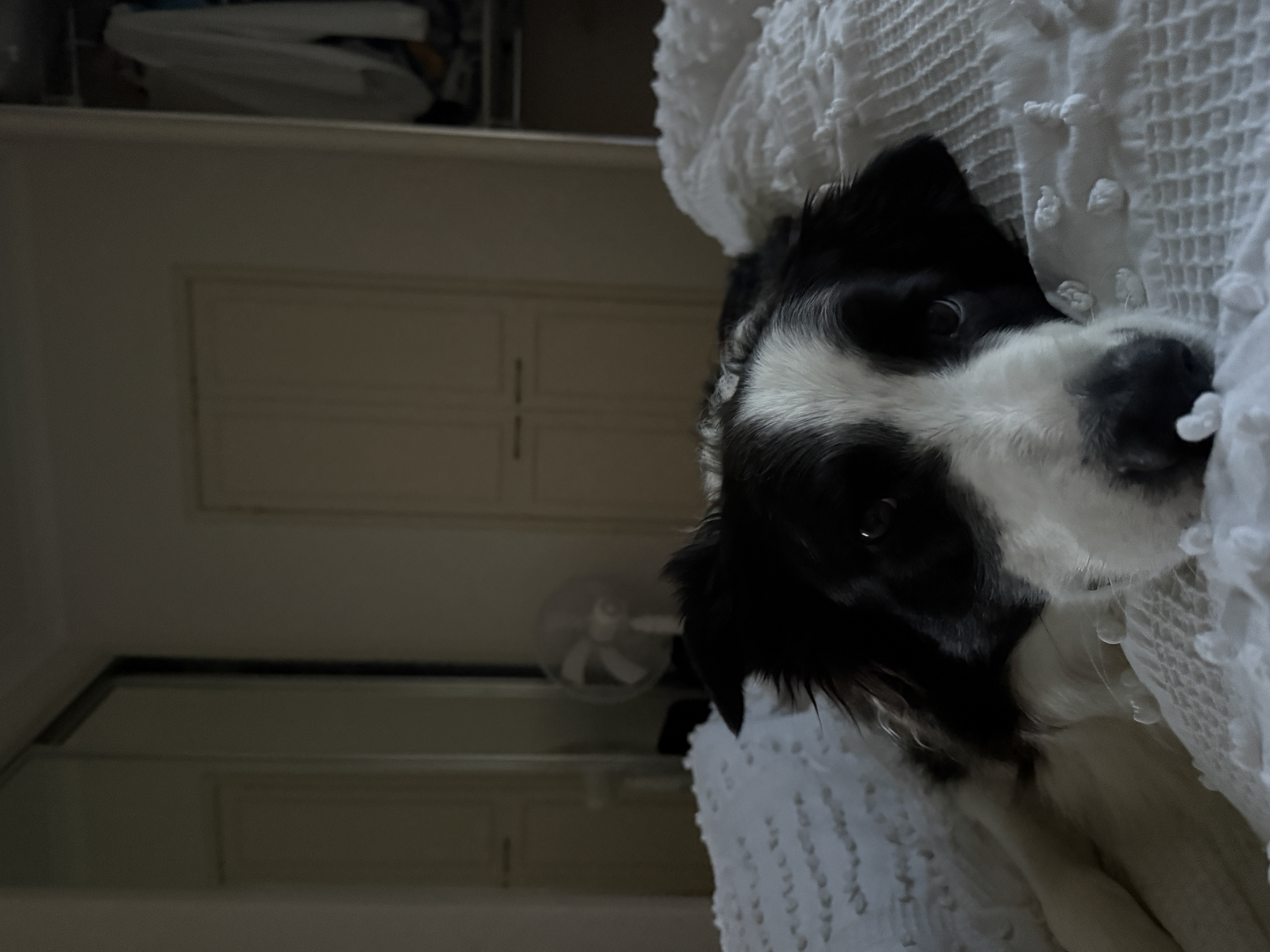 Spaniel cosy in bed