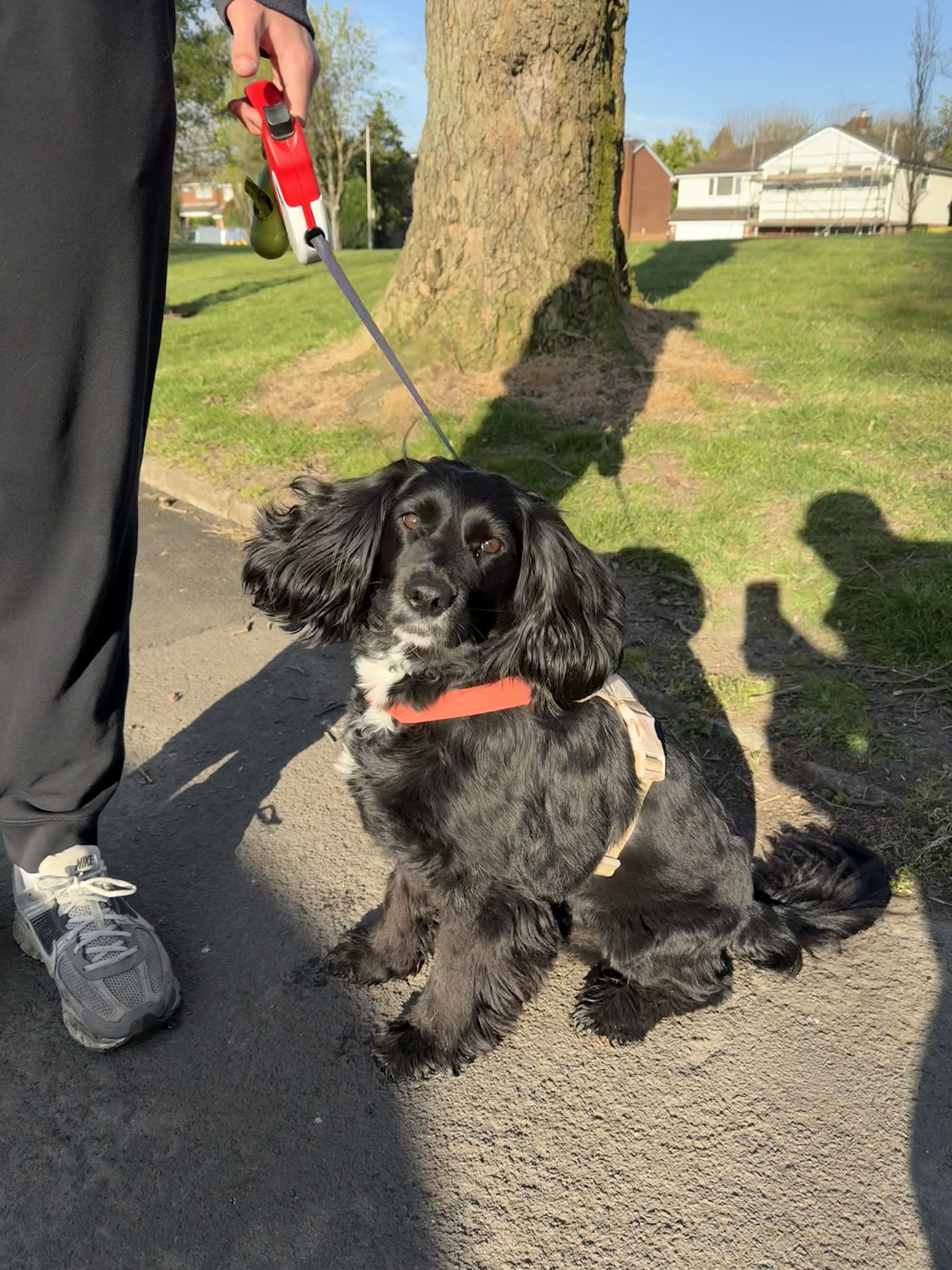 Spaniel on a walk