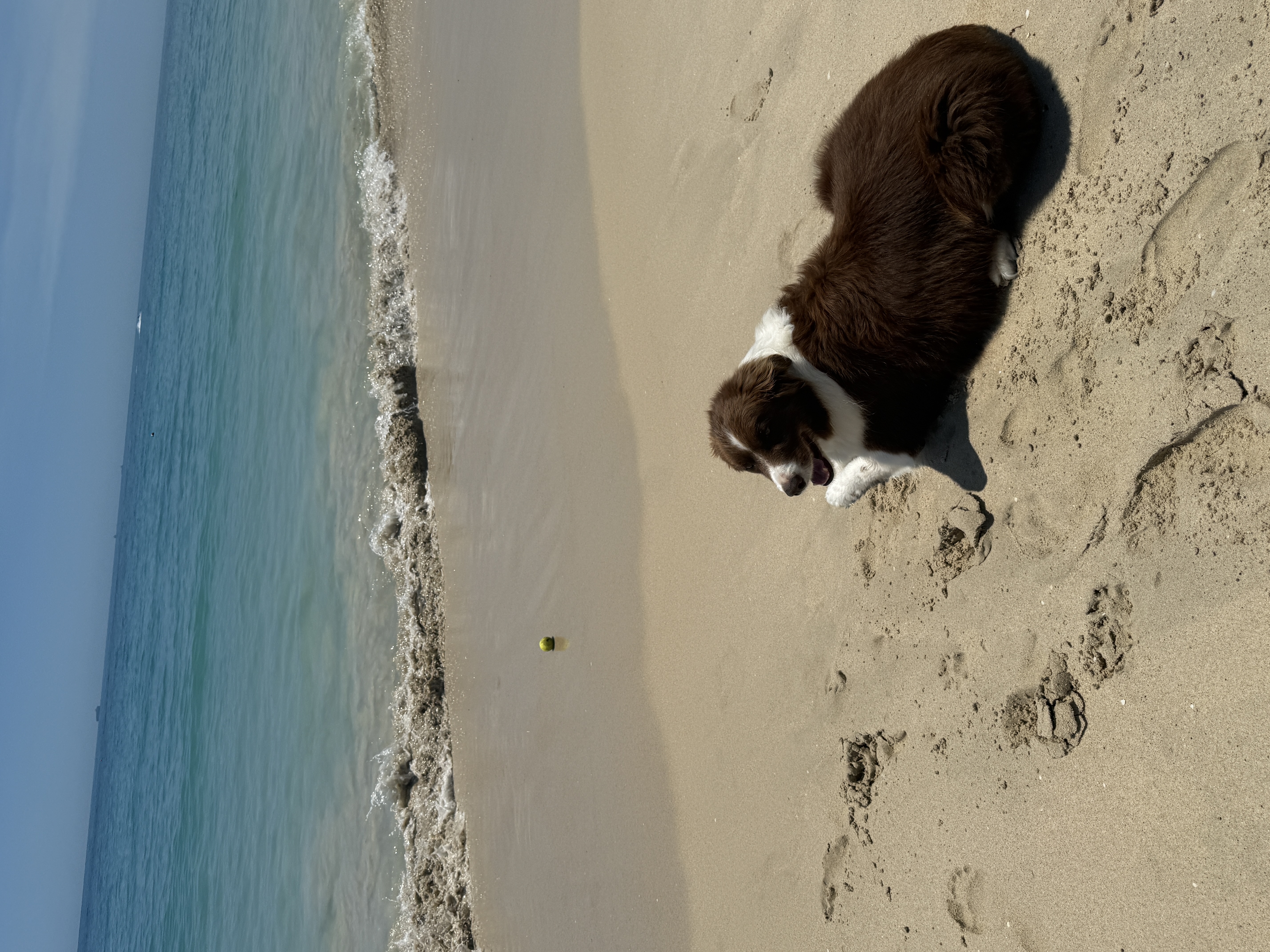 Springer spaniel on the beach