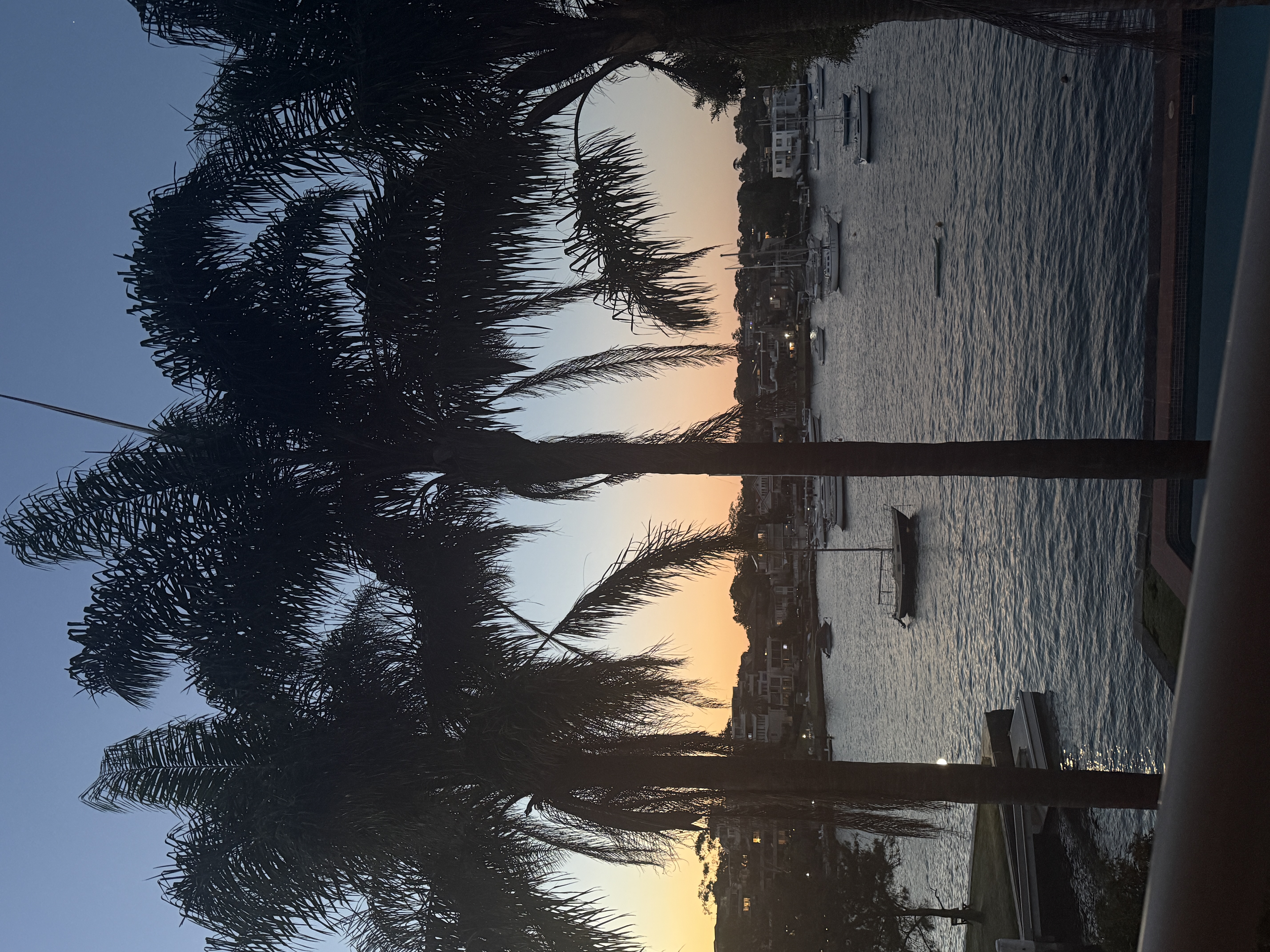Sunset with palm trees