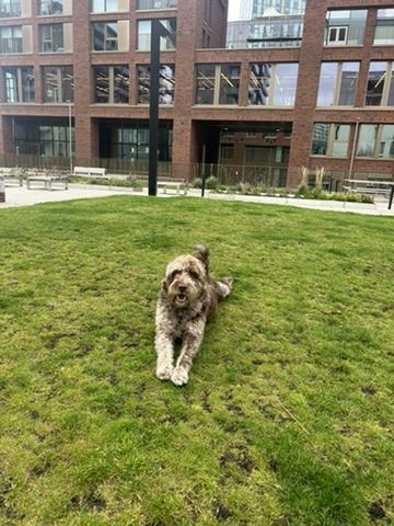Solomon the labradoodle