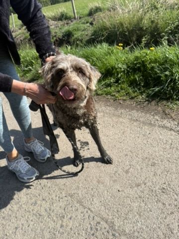 Solomon the labradoodle