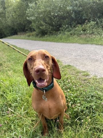 Travis the Vizsla
