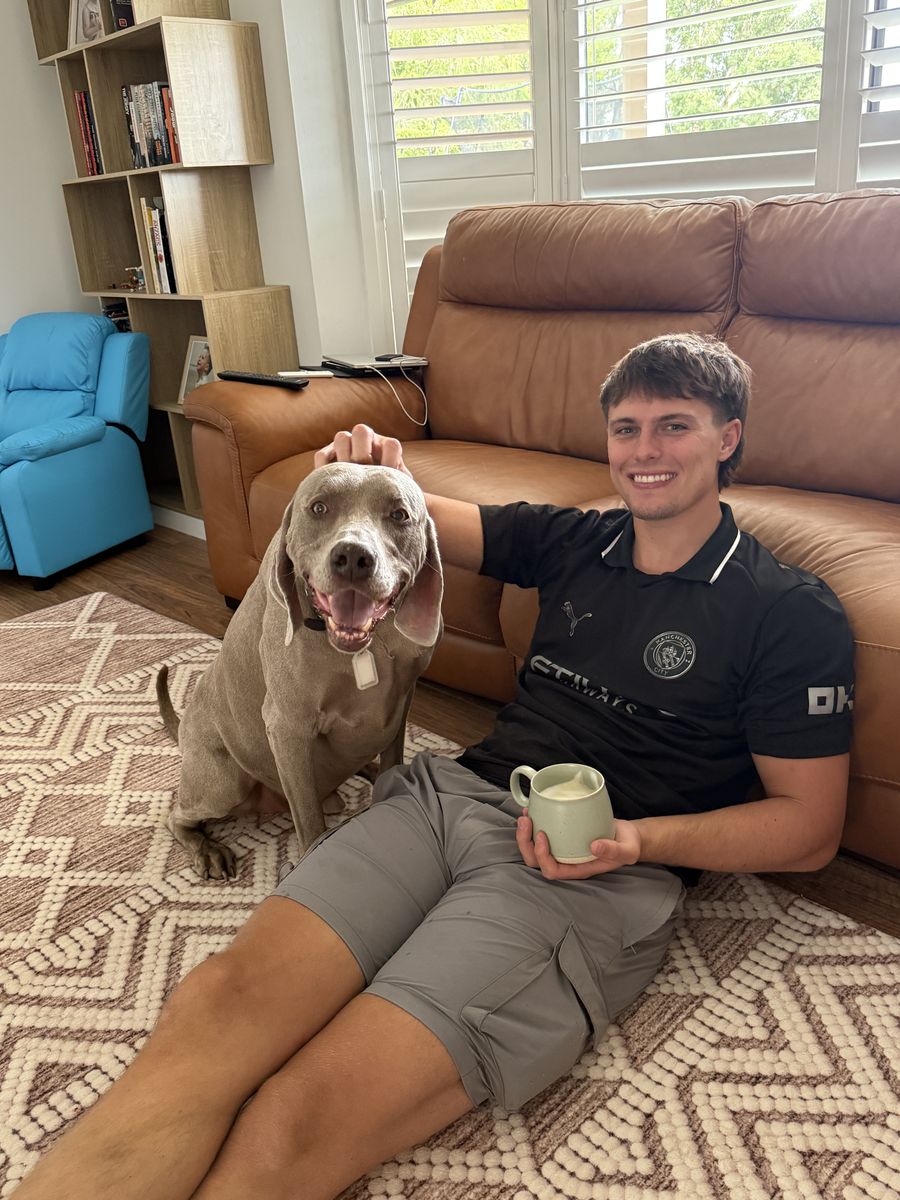 Zeus the Weimaraner
